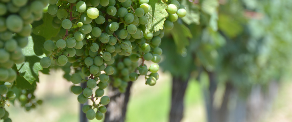 uvas da região dos vinhos verdes